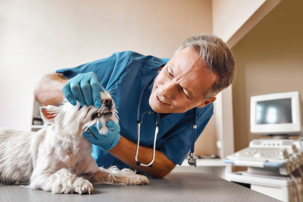 Best Urgent Tooth Repair  in Jacksboro, TX